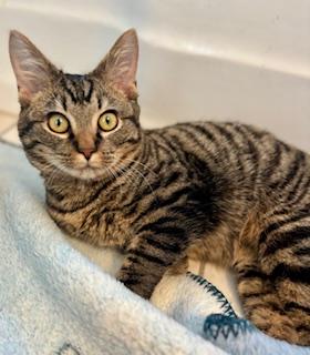 Lion, a ADOPTABLE Domestic Short Hair in Fairfax, VA image 1/4