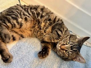 Lion, a ADOPTABLE Domestic Short Hair in Fairfax, VA image 2/4