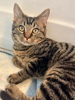 Lion, a ADOPTABLE Domestic Short Hair in Fairfax, VA image 3/4