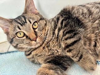Lion, a ADOPTABLE Domestic Short Hair in Fairfax, VA image 4/4