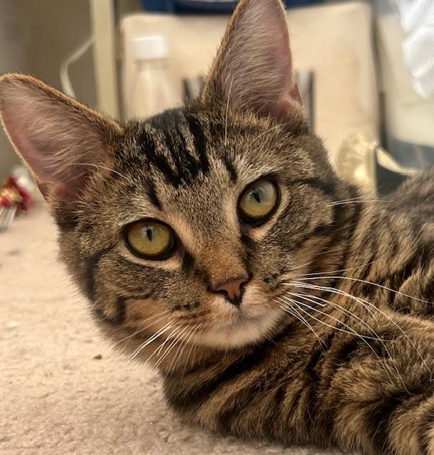 Cheshire (M) and Lion (M), a ADOPTABLE Domestic Short Hair in Fairfax, VA image 3/5