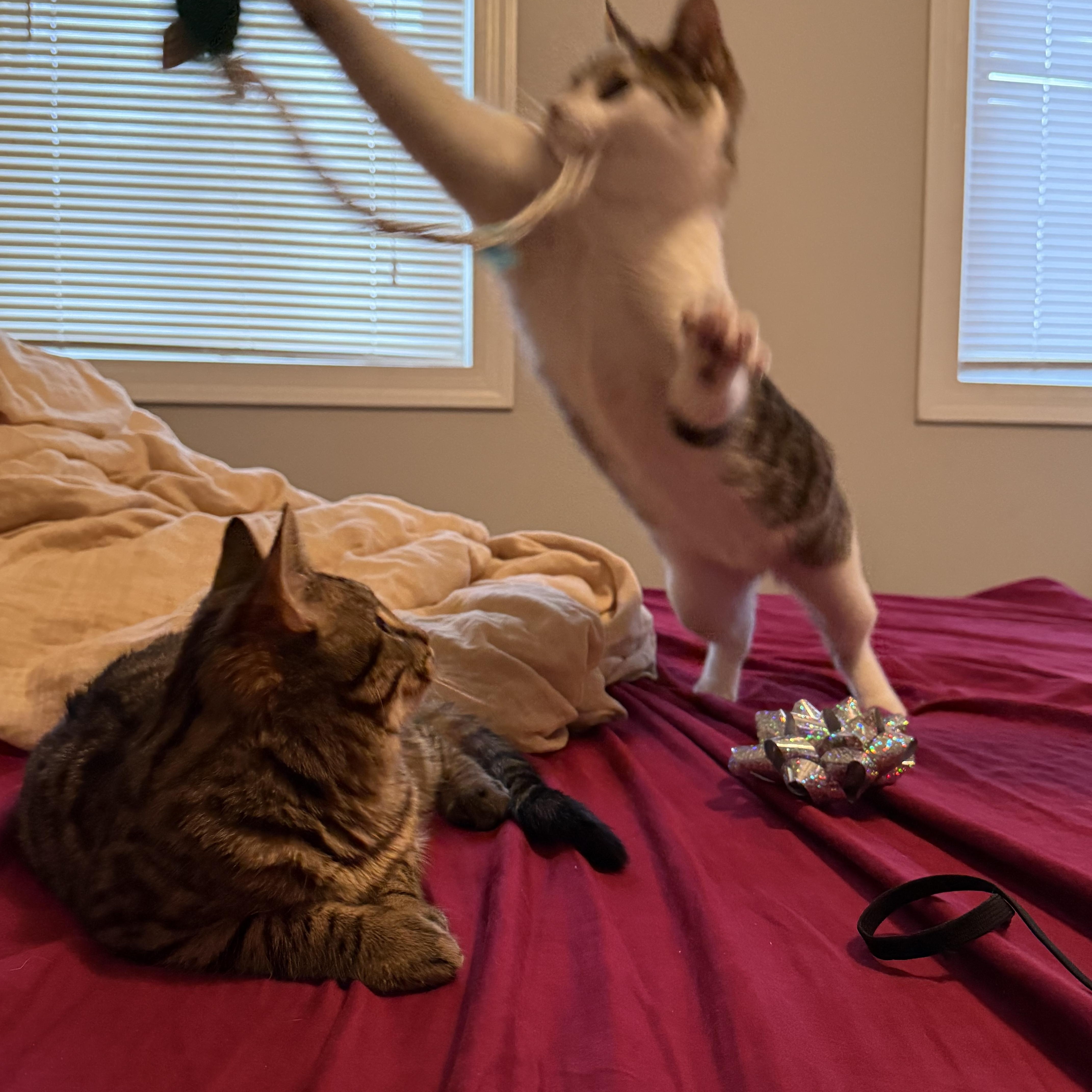 Enlarge Cheshire and Lion , a ADOPTABLE Domestic Short Hair in Fairfax, VA image 5/6