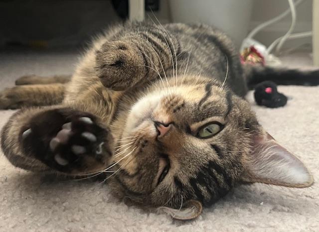 Cheshire (M) and Lion (M), a ADOPTABLE Domestic Short Hair in Fairfax, VA image 5/5