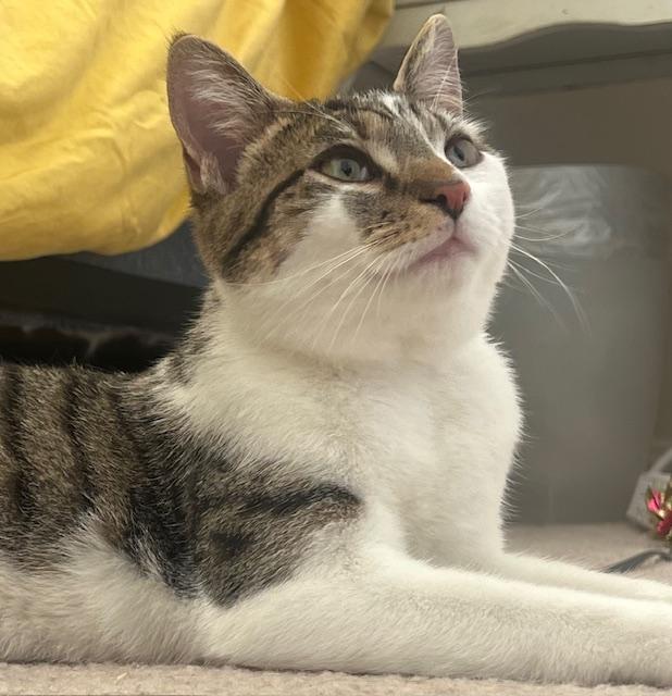 Cheshire (M) and Lion (M), a ADOPTABLE Domestic Short Hair in Fairfax, VA image 4/5