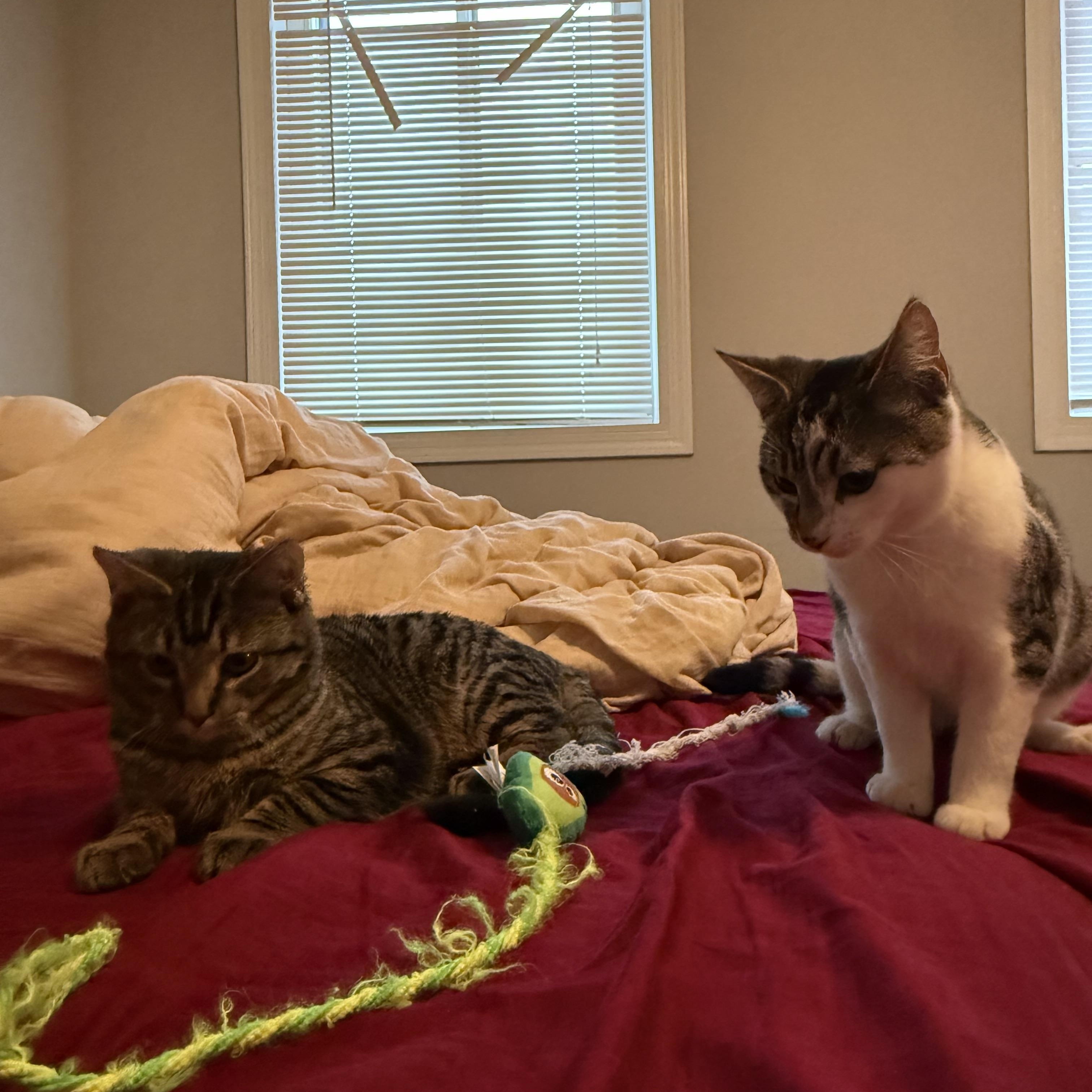 Enlarge Cheshire and Lion , a ADOPTABLE Domestic Short Hair in Fairfax, VA image 6/6