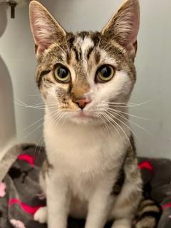 Enlarge Cheshire and Lion , a ADOPTABLE Domestic Short Hair in Fairfax, VA image 3/6