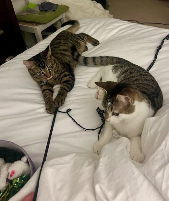 Cheshire (M) and Lion (M), ADOPTABLE, Young Male Domestic Short Hair.