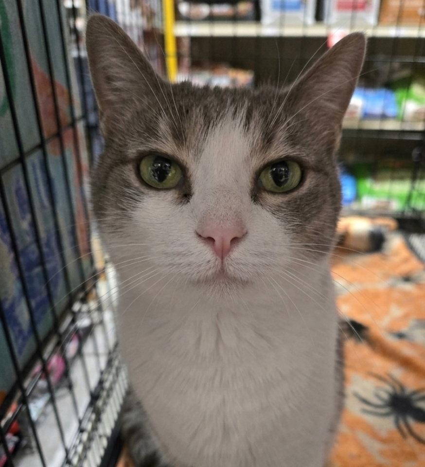 Enlarge Olive Oyl, a Adoptable mixed breed in Norwood, OH image 2/2