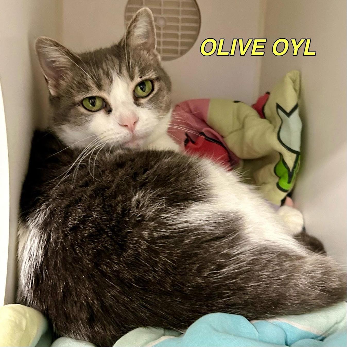 Enlarge Olive Oyl, a Adoptable mixed breed in Norwood, OH image 1/2