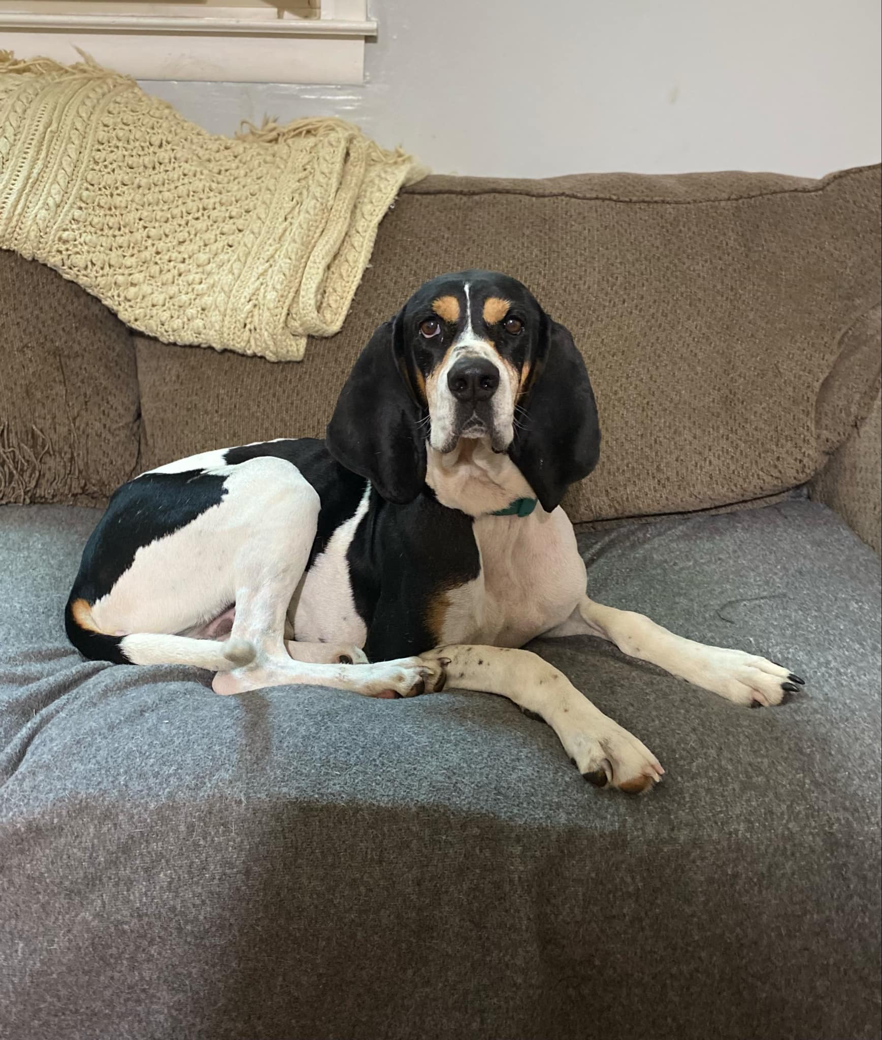 Chance, Adopted, Adult Male Coonhound.