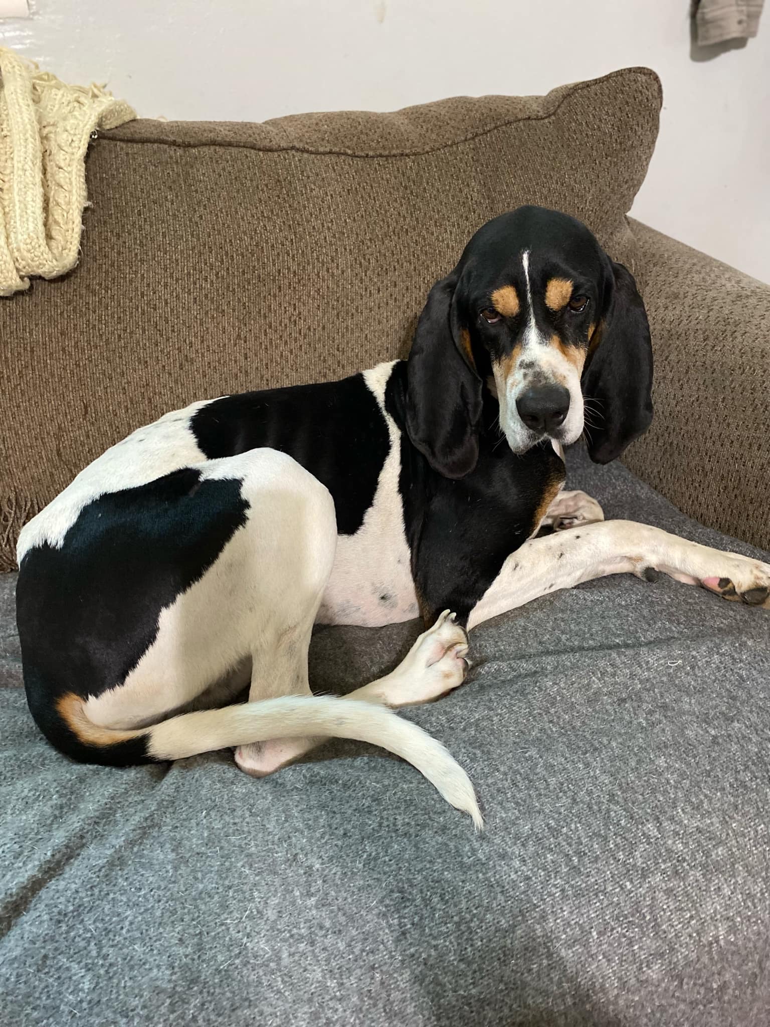 Chance, a Adopted Coonhound in Franklin, PA image 2/4