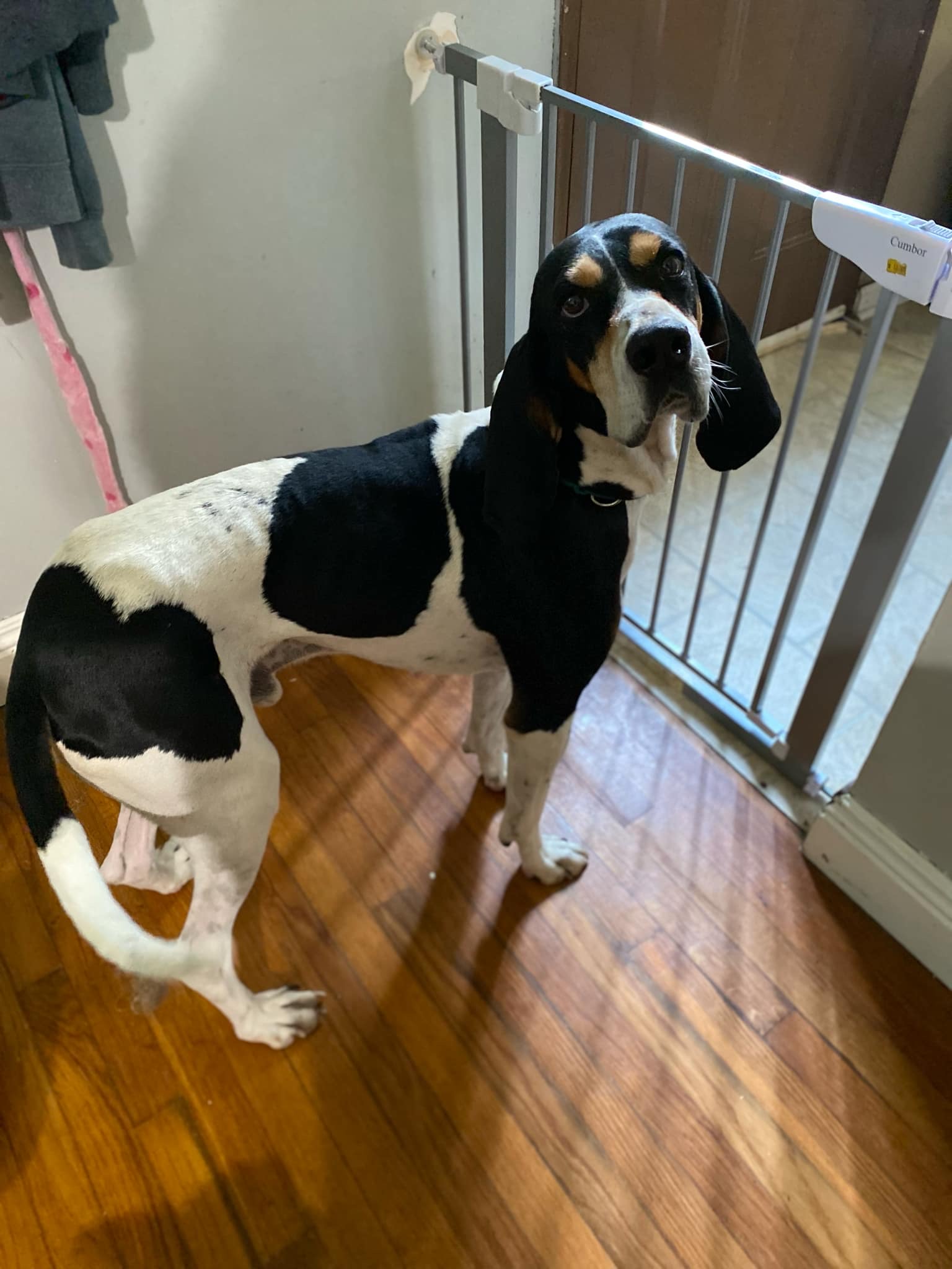 Chance, a Adopted Coonhound in Franklin, PA image 3/4