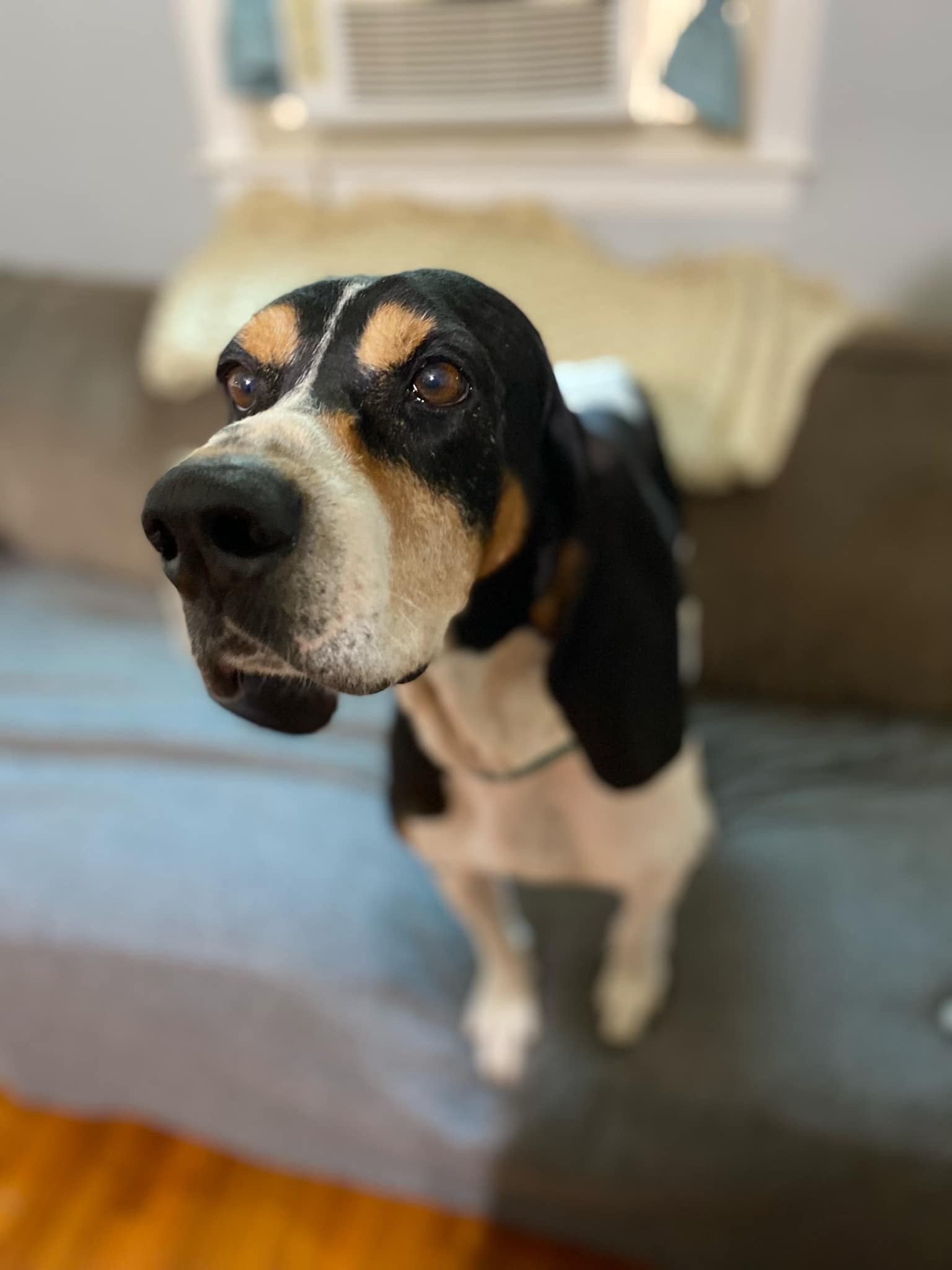 Chance, a Adopted Coonhound in Franklin, PA image 4/4