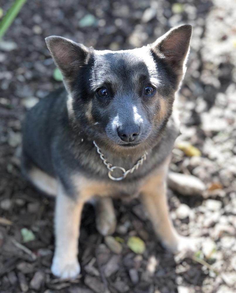 Enlarge Duchess, a Adopted mixed breed in Windsor, CA image 1/2