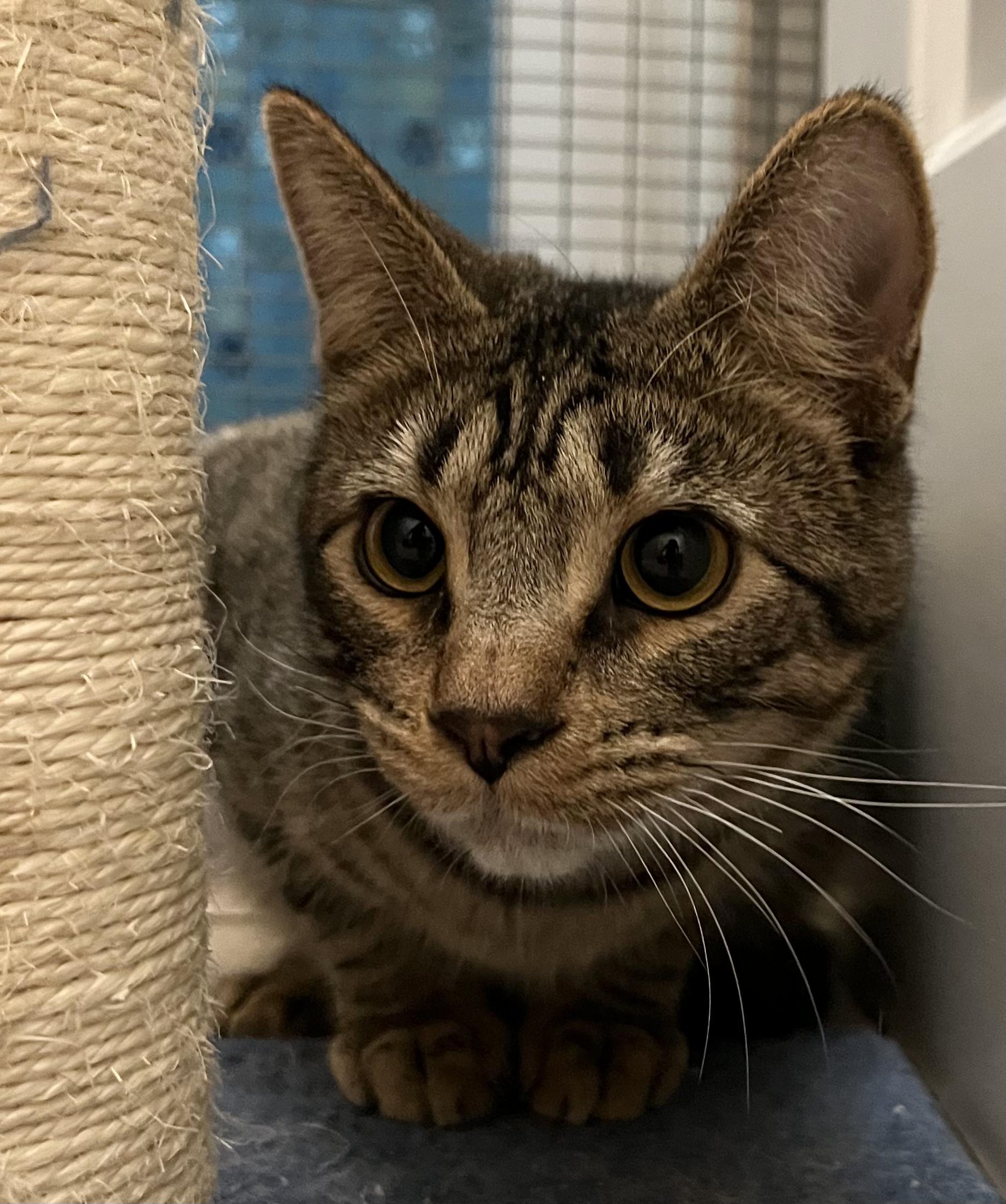 Tofu, a Adoptable mixed breed in Prescott, AZ image 3/4