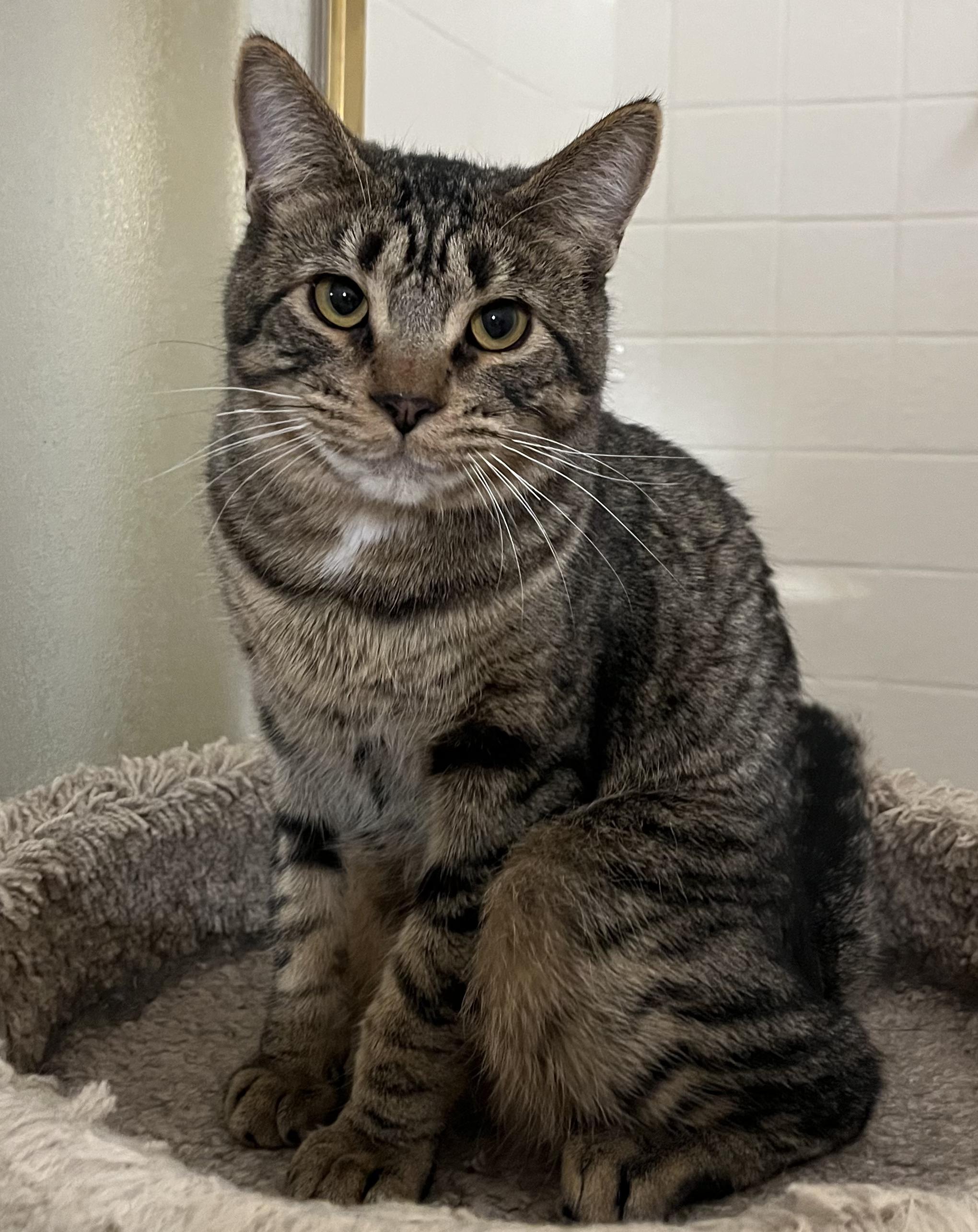 Tofu, a Adoptable mixed breed in Prescott, AZ image 2/4