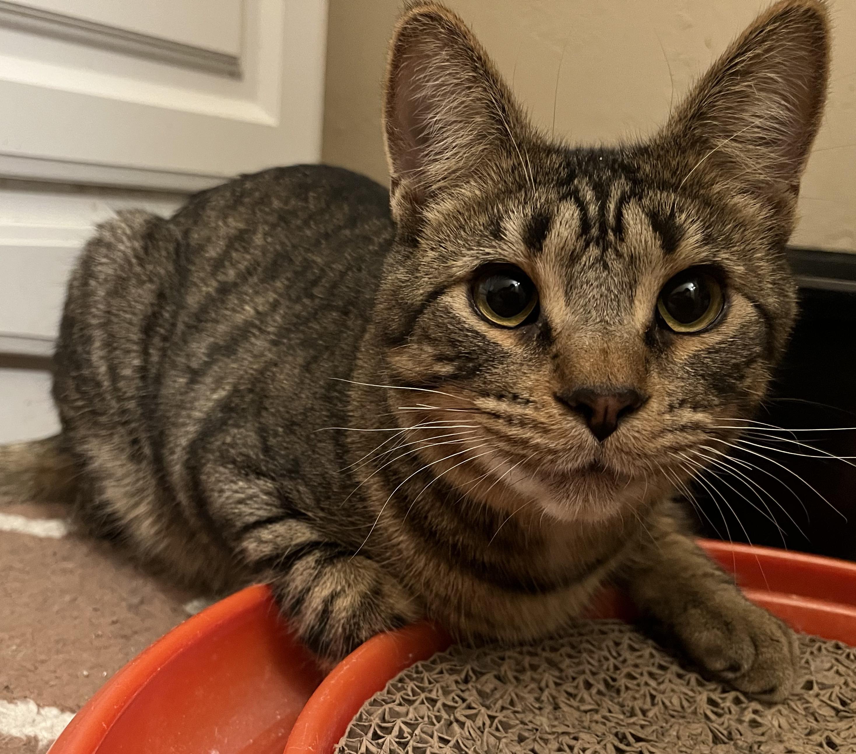 Tofu, Adoptable, Young Male Tabby.