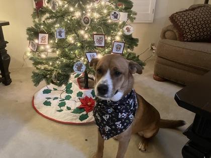 Garland, Adoptable, Adult Female Cattle Dog & Mixed Breed.