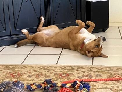 Enlarge Garland, a Adoptable mixed breed in Phoenix, AZ image 2/3