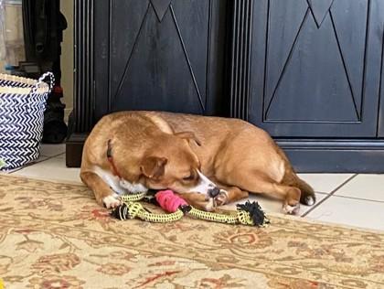 Enlarge Garland, a Adoptable mixed breed in Phoenix, AZ image 3/3