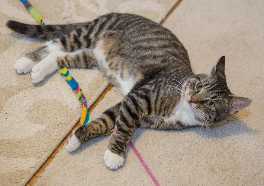 Enlarge Toby, an adopted Domestic Short Hair in Paramus, NJ image 2/4