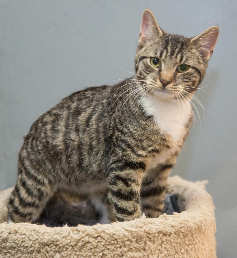 Enlarge Toby, an adopted Domestic Short Hair in Paramus, NJ image 3/4