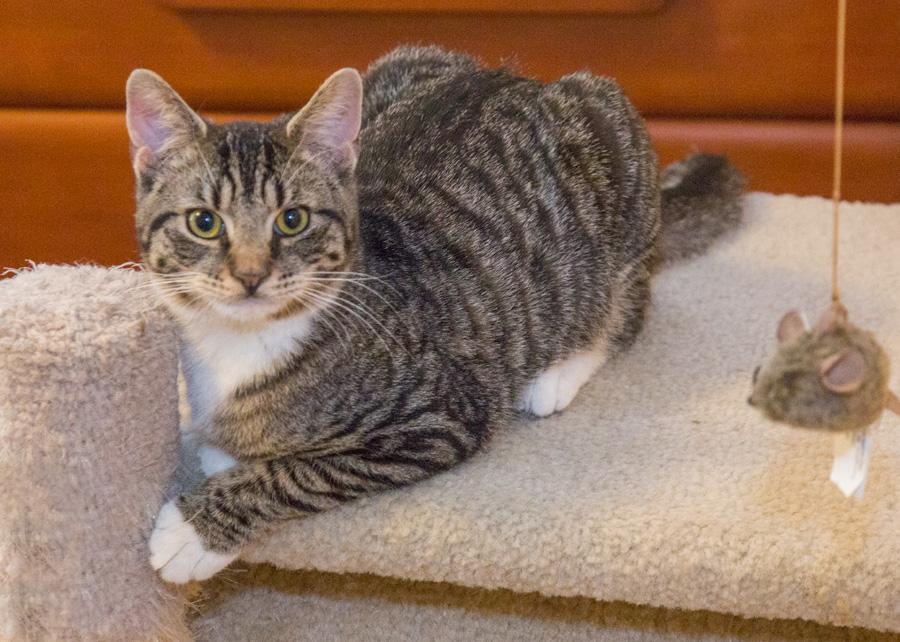 Toby, adopted, Kitten Male Domestic Short Hair.