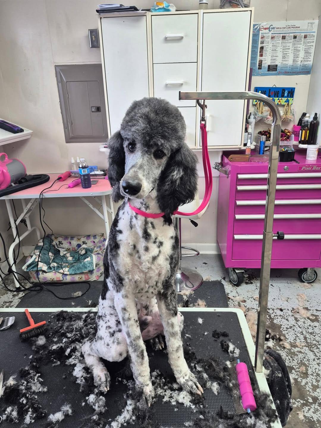 Enlarge Leo (ADOPTION PENDING), a Adoptable Poodle in Gonzales, LA image 1/1