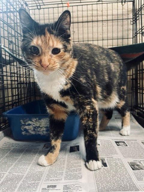 Purdy, Adopted, Adult Female Domestic Short Hair.