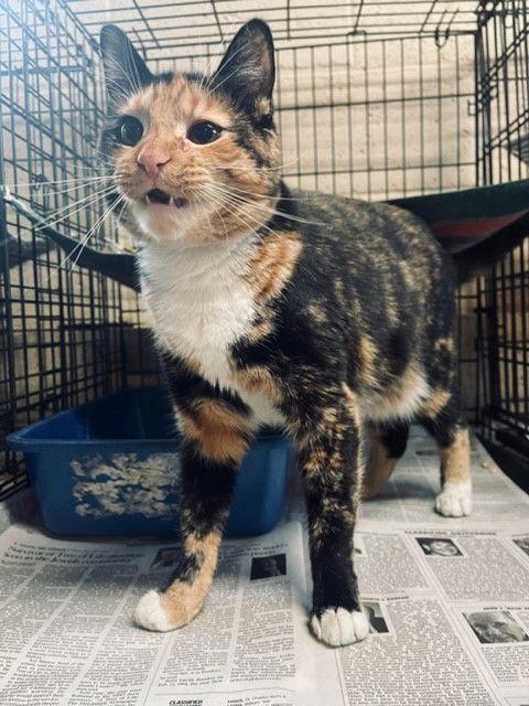 Enlarge Purdy, a Adopted Domestic Short Hair in Apollo, PA image 2/2