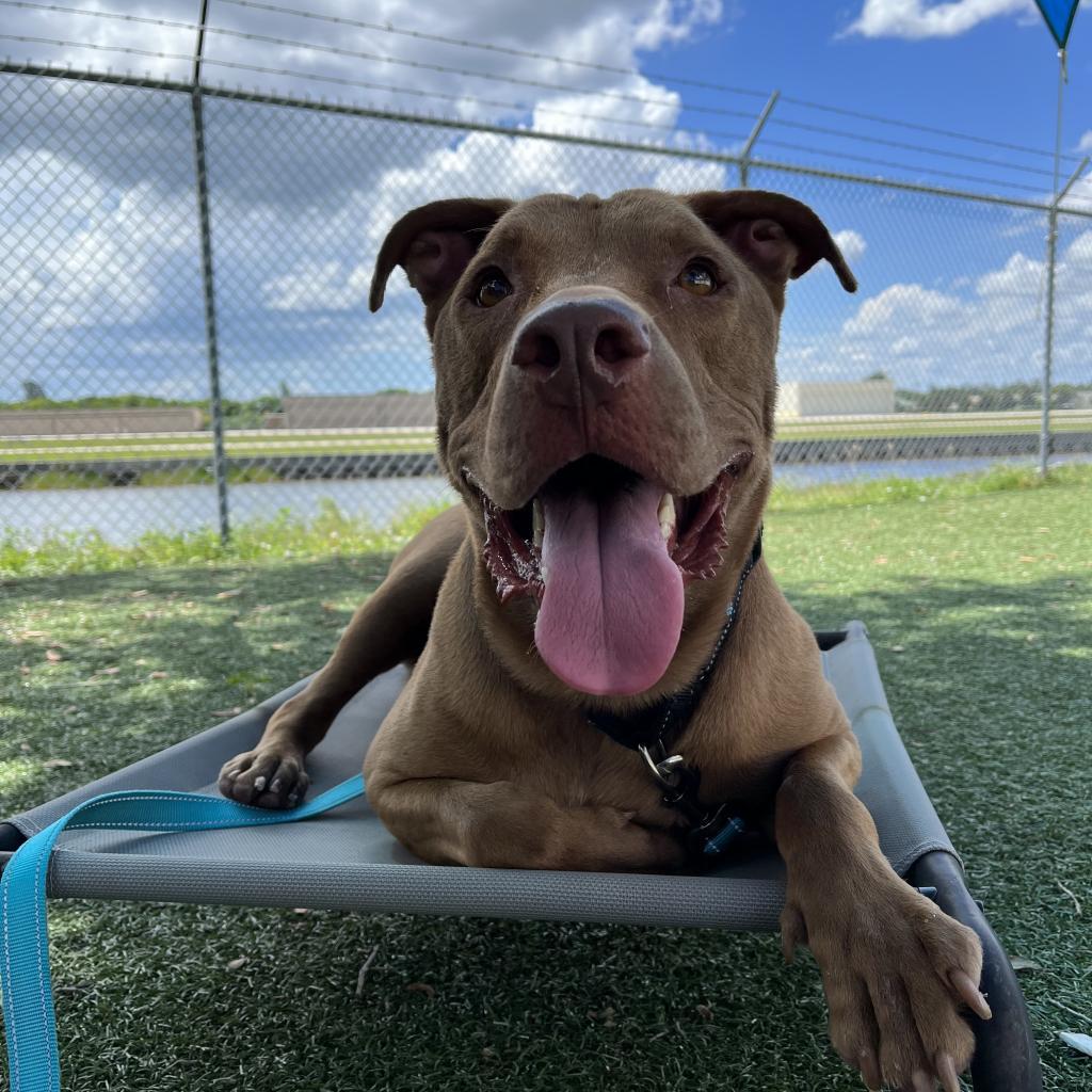 Sabie, Adoptable, Adult Male Mixed Breed.