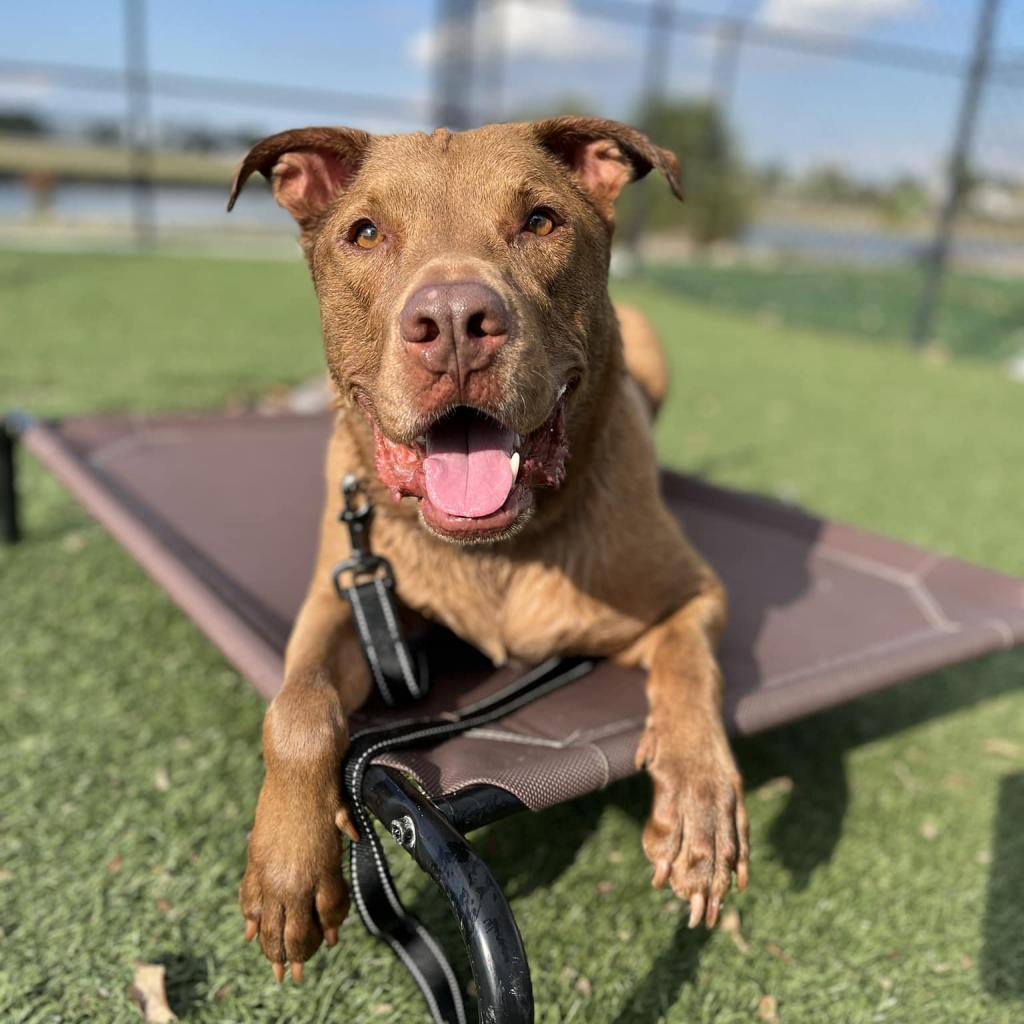 Enlarge Sabie, a Adoptable Mixed Breed in Naples, FL image 3/4