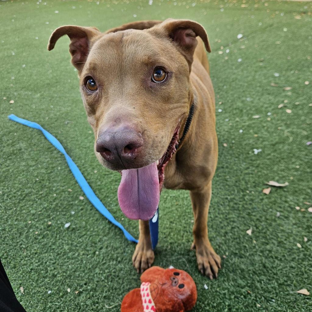 Enlarge Sabie, a Adoptable Mixed Breed in Naples, FL image 4/4