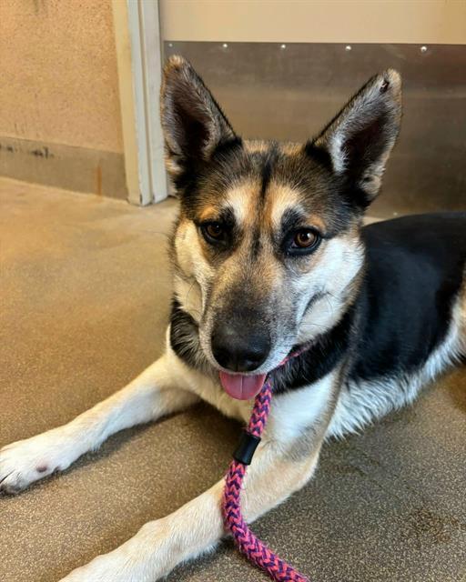 NORMA JEAN, Adoptable, Adult Female German Shepherd Dog.