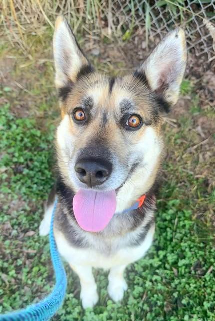 NORMA JEAN, Adoptable, Adult Female German Shepherd Dog.