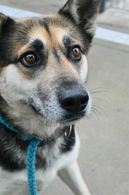 NORMA JEAN, Adoptable, Adult Female German Shepherd Dog.