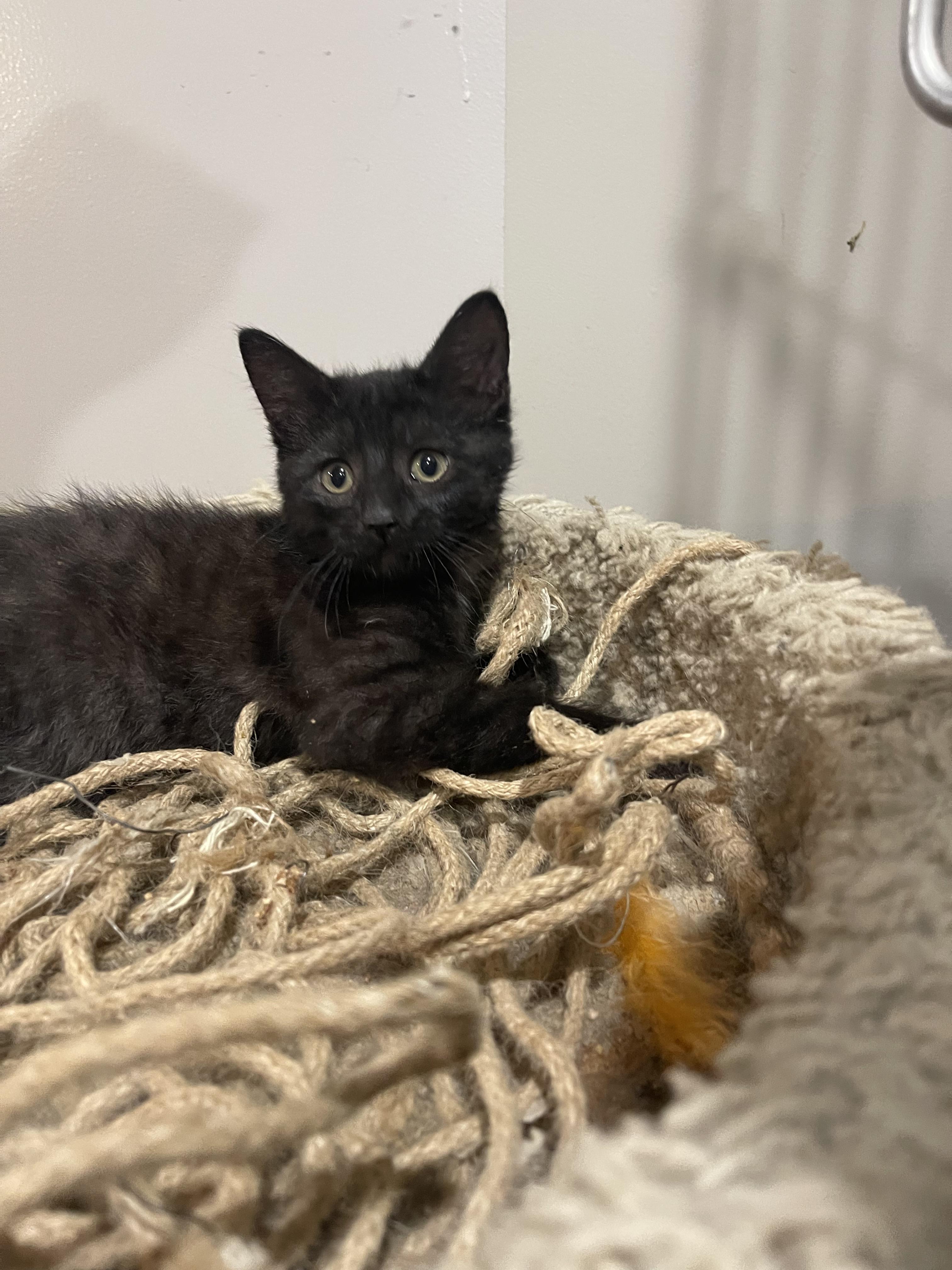 Ash, Baby Male Domestic Short Hair