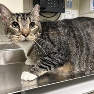 Enlarge Romeo, a Adoptable Domestic Short Hair in Nashville, TN image 1/1
