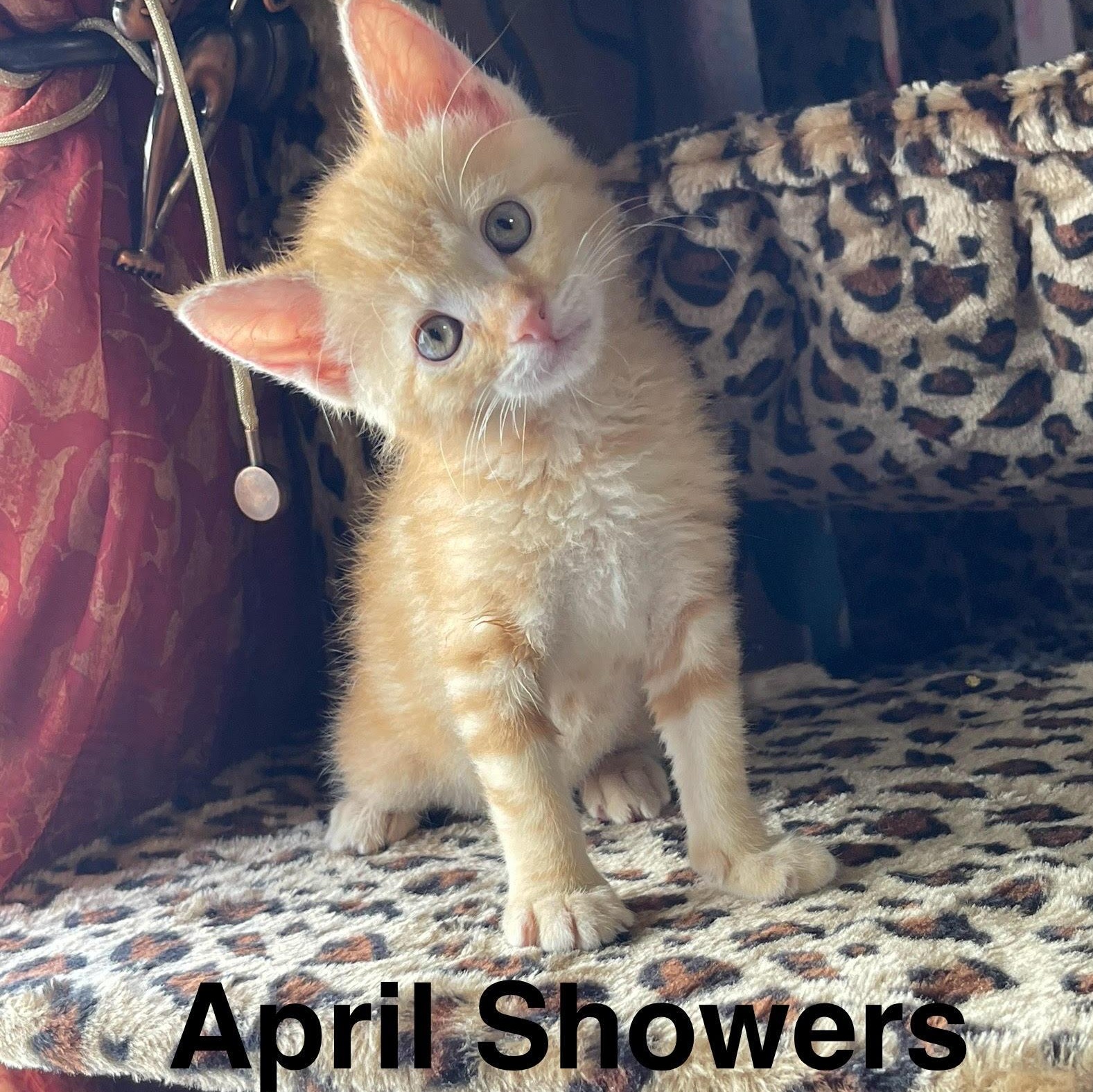 April Showers Wilson, Baby Female Domestic Short Hair