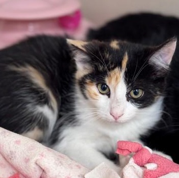 Sulky, Adopted, Kitten Female Domestic Short Hair.
