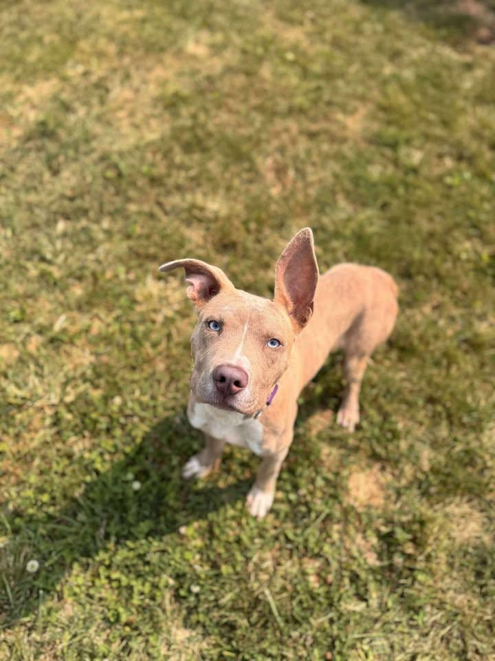 Dean, Adopted, Young Male Mixed Breed.