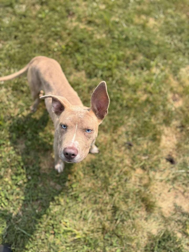 Dean, a Adopted Mixed Breed in Brownstown, IN image 2/4