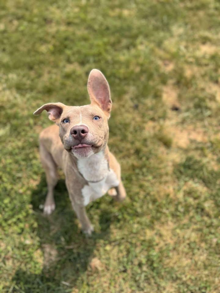 Dean, a Adopted Mixed Breed in Brownstown, IN image 3/4