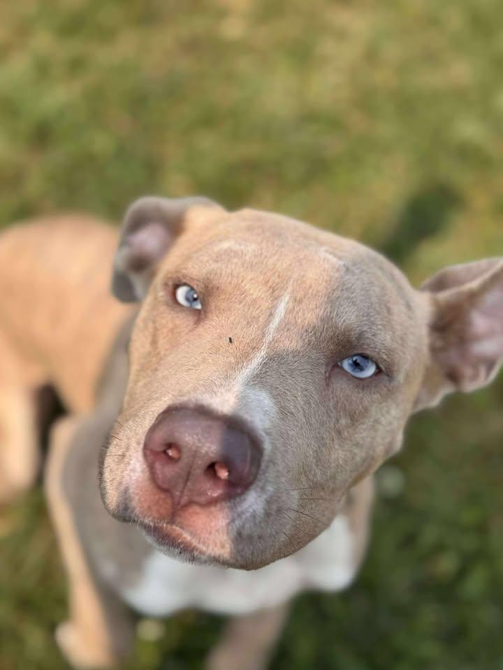 Dean, a Adopted Mixed Breed in Brownstown, IN image 4/4