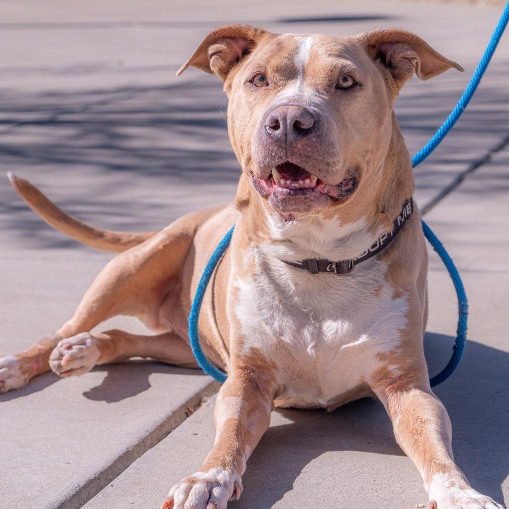 Velma, Adoptable, Senior Female Pit Bull Terrier.