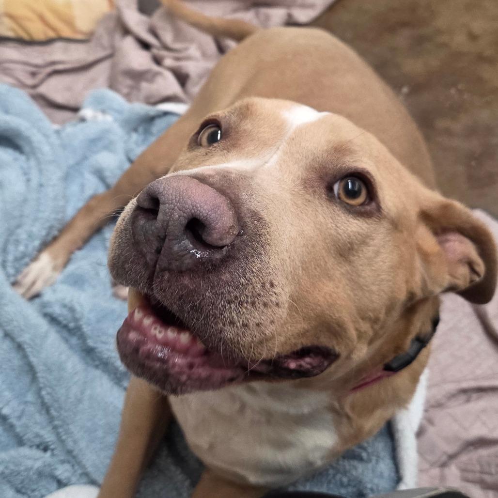 Velma, a Adoptable Pit Bull Terrier in Albuquerque, NM image 2/6