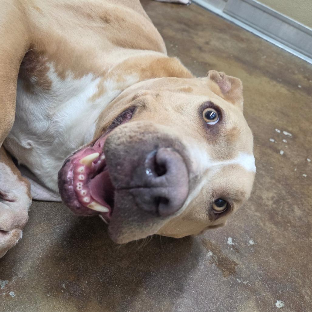 Velma, a Adoptable Pit Bull Terrier in Albuquerque, NM image 3/6