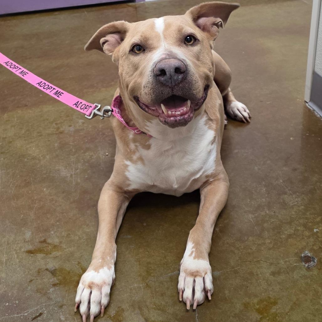 Velma, a Adoptable Pit Bull Terrier in Albuquerque, NM image 4/6