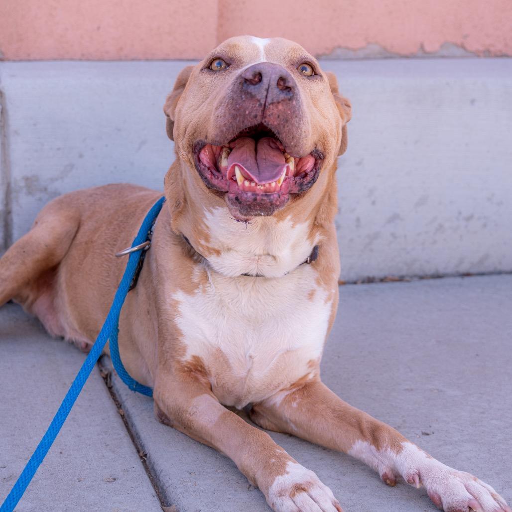 Velma, a Adoptable Pit Bull Terrier in Albuquerque, NM image 5/6