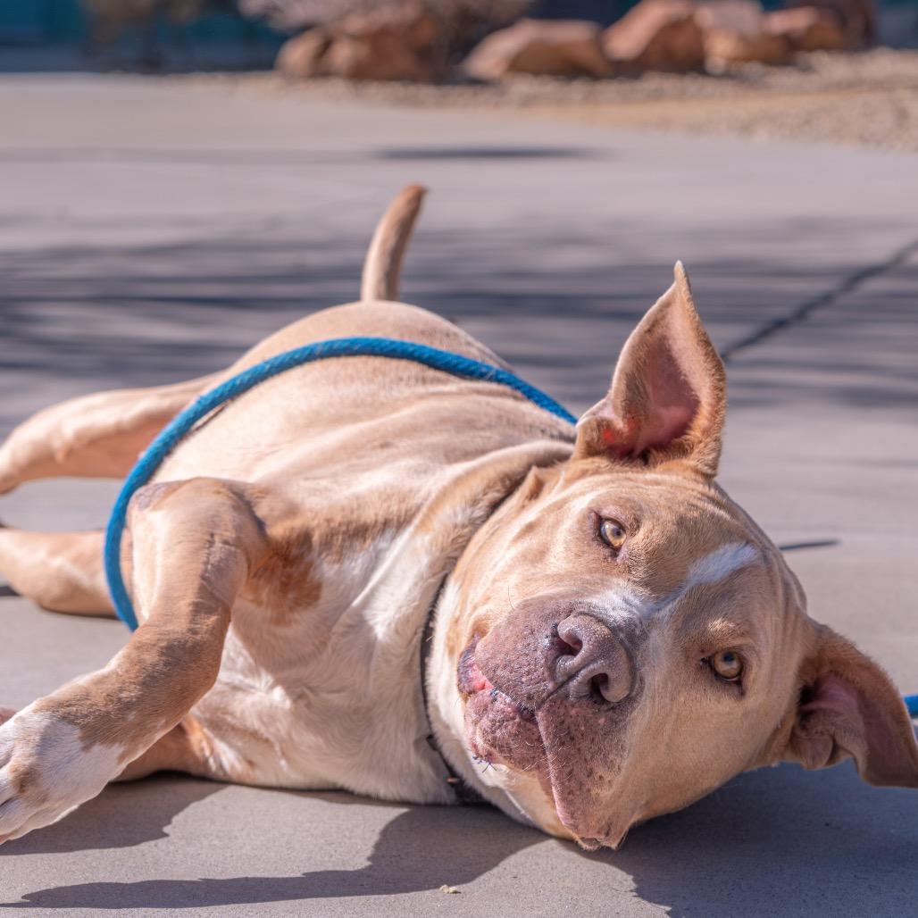 Velma, a Adoptable Pit Bull Terrier in Albuquerque, NM image 6/6
